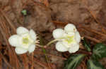 Pipsissewa <BR>Spotted wintergreen